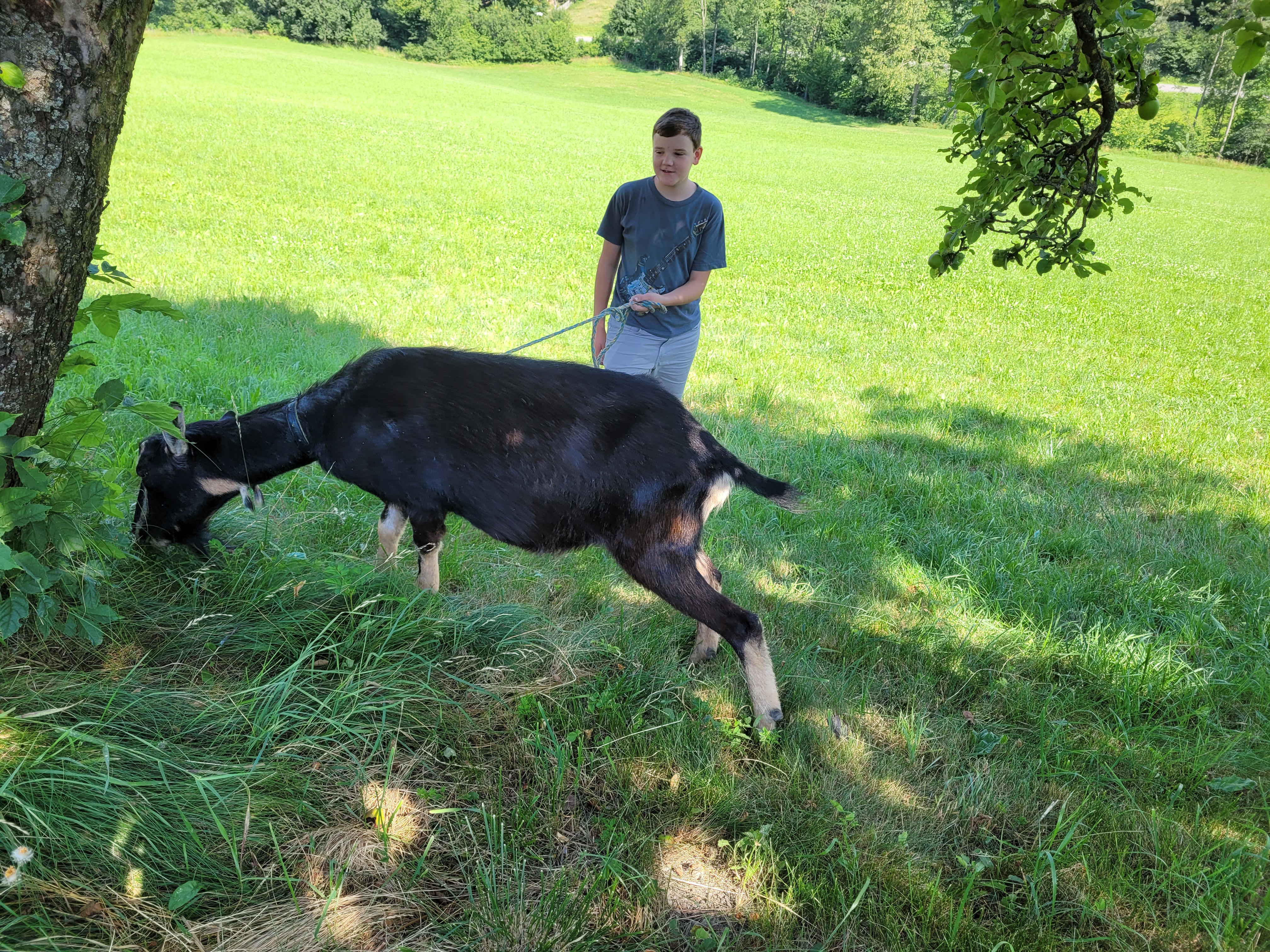 Ziege namens Max auf der Wiese